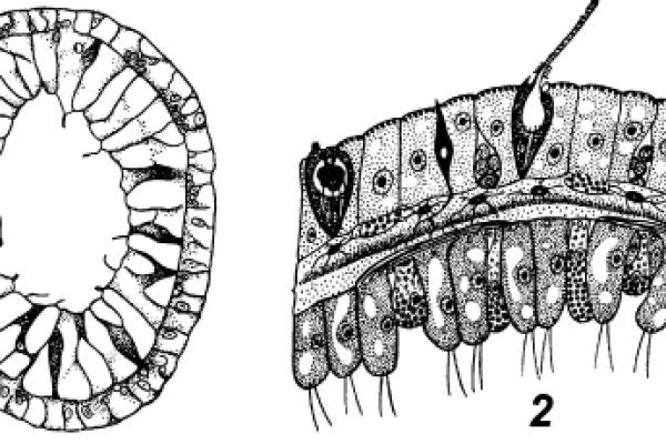 Kraken24.at